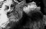 Кошка-психолог служит в финской полиции