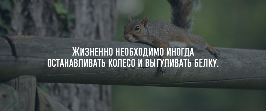 Жизненно необходимо иногда останавливать колесо и выгуливать белку.