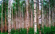 Победителем регионального этапа конкурса «Воспитатель года» стала педагог-психолог