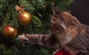 Онлайн-трансляция «Культурный и психологический аспект ритуалов. Или зачем нам нужны праздники?»