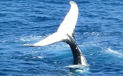 Семейные ценности против «синих китов»
