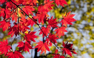 День психолога в России